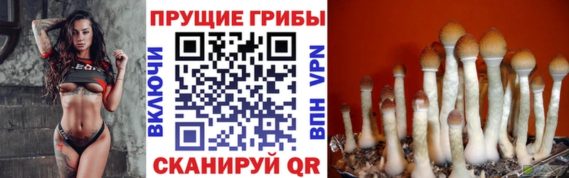 mega рабочий сайт  Фрязино  Галлюциногенные грибы Cubensis 